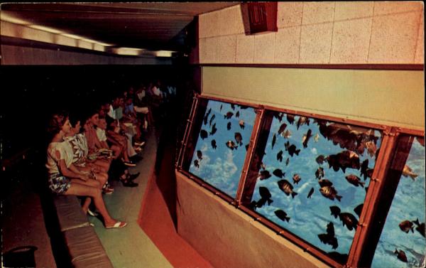 Florida's Silver Springs