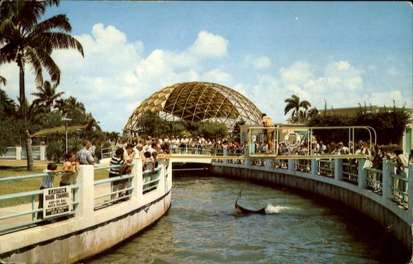 Feeding Time In The Shark Channel Miami Florida