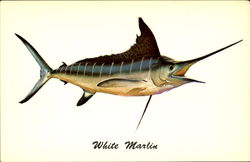 White Marlin Florida Fish Postcard Postcard