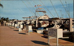 Sport-Fishing Fleet Sarasota, FL Postcard Postcard