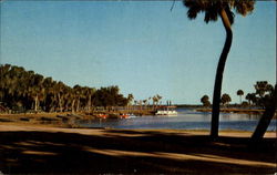 Myakka River State Park Sarasota, FL Postcard Postcard
