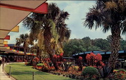 Beautiful Tropical Planting Is Featured In The Garden Area Silver Springs, FL Postcard Postcard