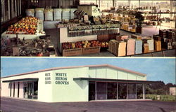 White Heron Groves, 2000 1st Street Postcard