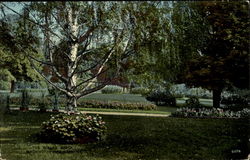 The Wizard Birch Washington Park Postcard