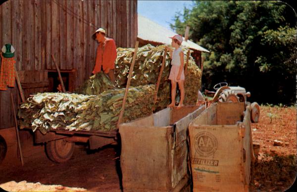 Filling Tobacco Barn In Virginia