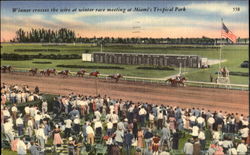 Winner Crosses The Wire At Winter Race Meeting, Miami's Tropical Park Horse Racing Postcard Postcard
