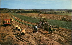 Maine Potato Farming Postcard