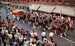 Budweiser Clydesdales Rockland, ME Postcard Postcard