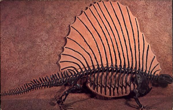 Skeleton Of Edaphosaurus Dinosaur Connecticut