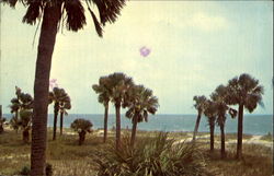 South Carolina's Stately Palmetto Trees, Edisto Beach State Park Postcard