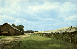 A Connecticut River Valley Tobacco Farm Postcard