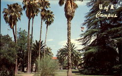 University Of Arizona Campus Postcard