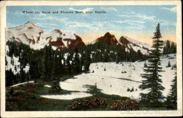 Where The Snow And Flowers Meet Seattle Washington