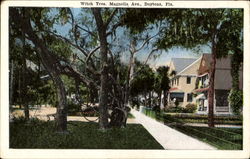 Witch Tree, Magnolia Ave Postcard