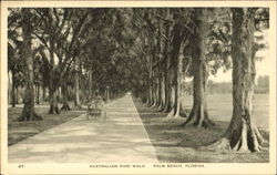 Australian Pine Walk Postcard