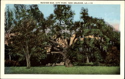 Suicide Oak, City Park Postcard
