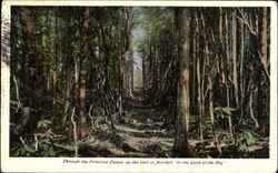 Through The Primitive Forest Scenic, NC Postcard Postcard