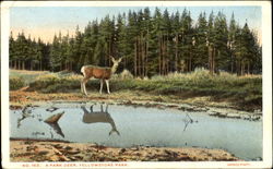 A Park Deer Postcard