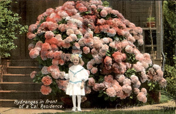 Hydranges In Front Of A Cal. Residence California Flowers
