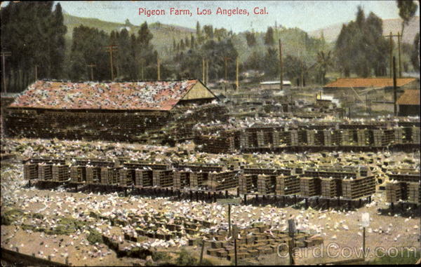 Pigeon Farm Los Angeles California
