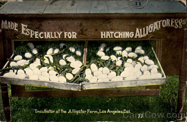Incubator At The Alligator Farm Los Angeles California