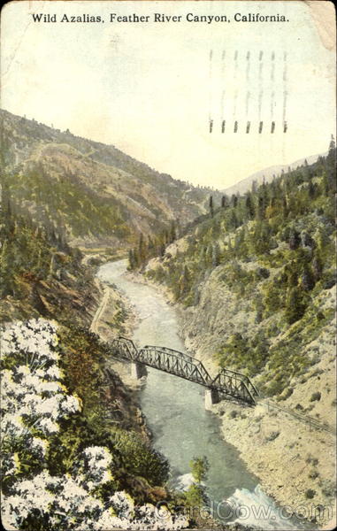 Wild Azalias Scenic California