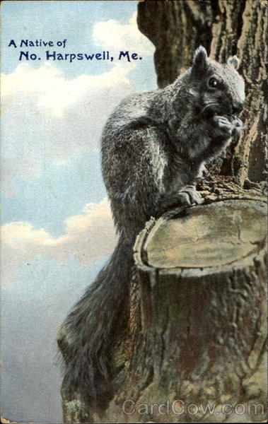 A Native Of North Harpswell Maine