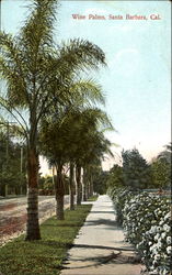 Wine Palms Santa Barbara, CA Postcard Postcard