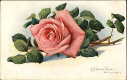 California Roses Bride's Maid Flowers Postcard Postcard