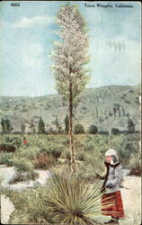 Yucca Whipplei Postcard