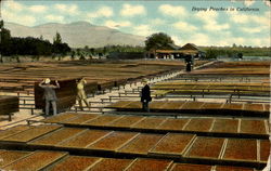 Drying Peaches In Cal Postcard