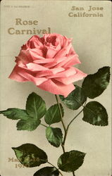 Rose Carnival Postcard