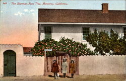 The Sherman Rose Tree Postcard