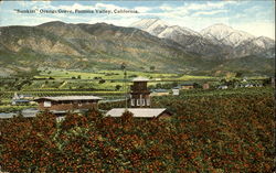 Sunkist Orange Grove Postcard