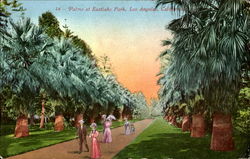 Palm At Eastlake Park Postcard