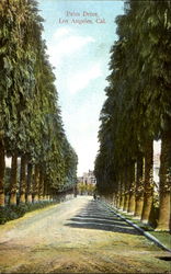 Palm Drive Postcard