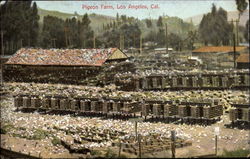 Pigeon Farm Postcard