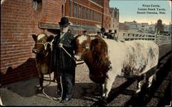 Prize Cattle, Union Stock Yards South Omaha, NE Postcard Postcard