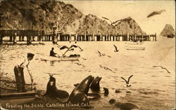 Feeding The Seals Postcard