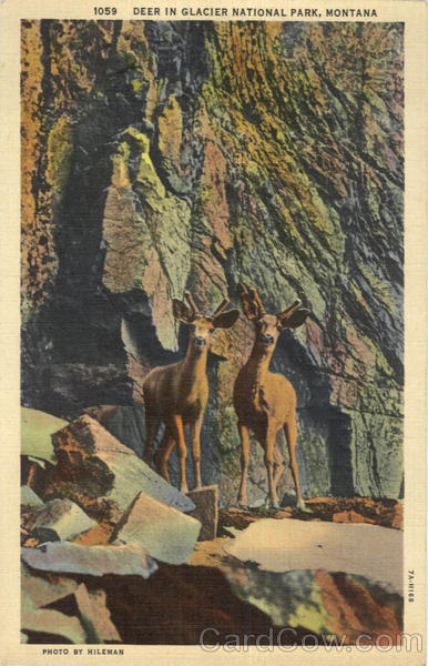 Deer Glacier National Park Montana