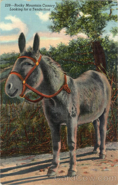 Rocky Mountain Canary, Looking for a Tenderfoot Donkeys Rocky Mountain Canary, Looking for a Tenderfoot Donkeys