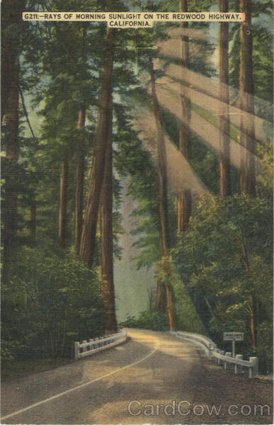 Rays of Morning Sunlight on The Redwood Highway California