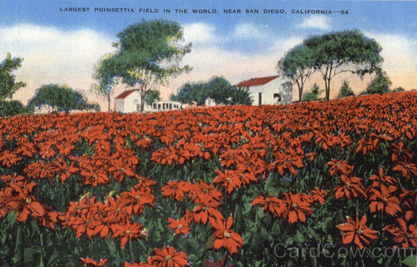 Largest Poinsettia Field In The World San Diego California