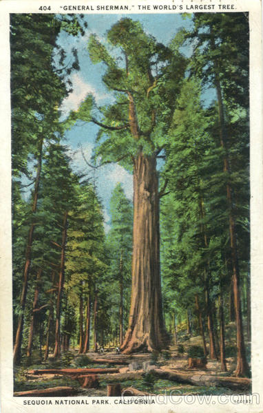 General Sherman, The World's Largest Tree Sequoia National Park California