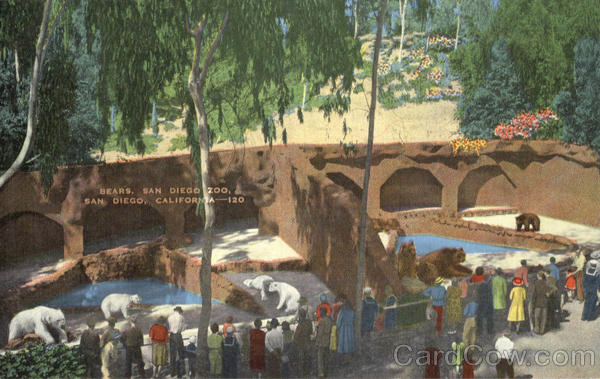 Bears, San Diego Zoo California