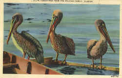 Greetings from the Pelican Family Florida Postcard
