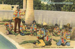 Seminole youths being taught to wrestle Alligators, N. W. 25th Ave. & 16th St Postcard