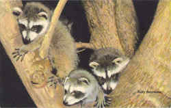 Baby Raccoons in a Tree Postcard Postcard