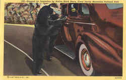 Stopped for Inspection by Native Black Bears Mount Vernon, TN Postcard Postcard