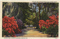 Azaleas And Spanish Moss in the Sunny South Scene In Bellingrath Gardens Mobile, AL Postcard Postcard